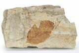 Fossil Leaf (Fagus) - McAbee, BC #226042-1